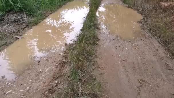 Hyperlapse Πλάνα Σκηνή Πόδια Στην Άγρια Φυτεία Αγροκτήματος Χαλίκι Δρόμο — Αρχείο Βίντεο