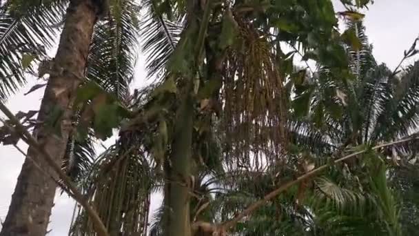 Imagens Palmeira Cluster Fishtail Crescendo Natureza — Vídeo de Stock