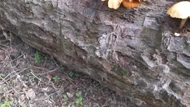 Felvétel Pálmafa Törzsén Növő Ehetetlen Gombák Klasztereiről — Stock videók