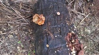 Ölü palmiye ağacının gövdesinde büyüyen yenilemez mantar kümelerinin görüntüleri.