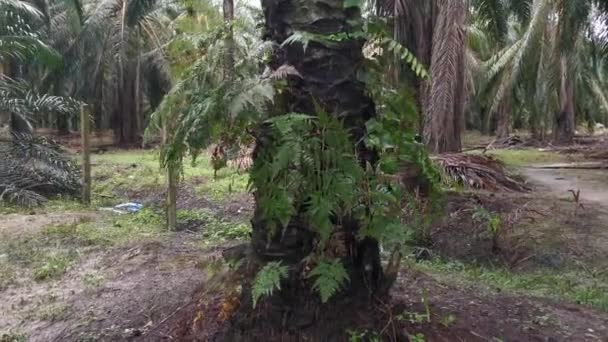 Imágenes Varios Helechos Silvestres Crece Sobre Corteza Gruesa Tronco Palmera — Vídeos de Stock