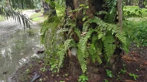 Beelden Van Verschillende Wilde Varens Groeit Dikke Schors Palm Boomstam — Stockvideo