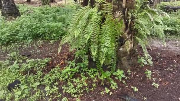 Footage Various Wildferns Grows Thick Bark Palm Tree Trunk — Stock Video