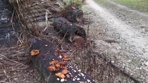 Záběry Shluků Nepoživatelných Umírajících Hub Rostoucích Odumřelém Kmeni Palmy — Stock video