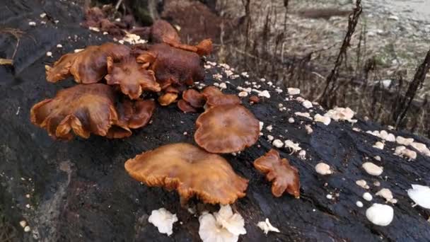 Imagens Dos Aglomerados Fungos Moribundos Não Comestíveis Que Crescem Tronco — Vídeo de Stock