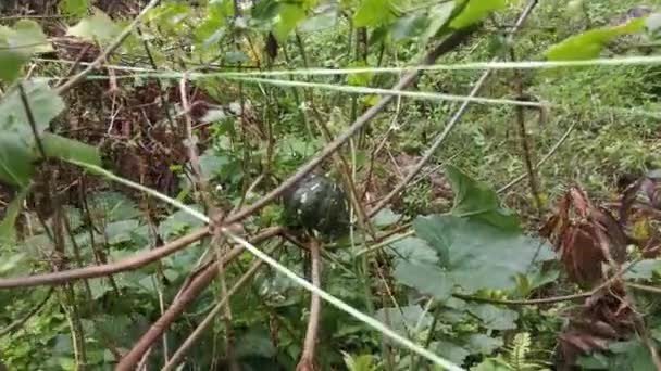 Beeldmateriaal Van Wilde Jonge Groene Pompoen Wijnstokken Die Overal Struiken — Stockvideo