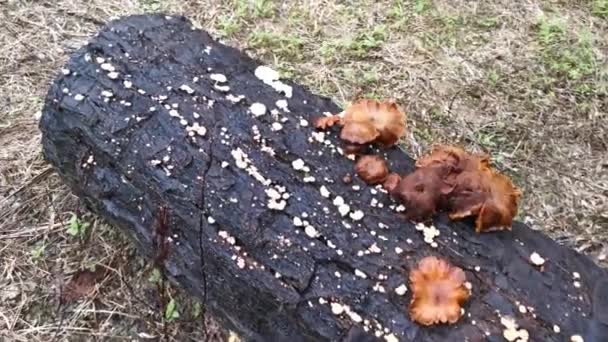 Aufnahmen Der Cluster Ungenießbarer Sterbender Pilze Die Auf Dem Abgestorbenen — Stockvideo