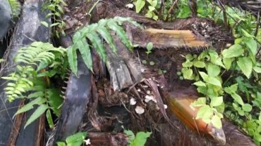 Çürümüş ağaç gövdesinden filizlenen yabani yeşillik bitkilerinin görüntüleri.