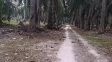 Vahşi palmiye yağı tarlasına girerken görüntüler.
