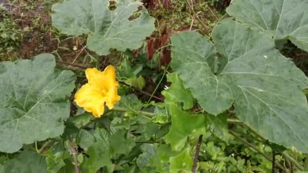 Imágenes Joven Salvaje Vid Calabaza Verde Creciendo Por Todos Los — Vídeos de Stock