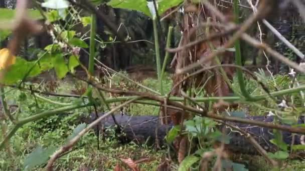 野生南瓜藤生长在灌木丛中的镜头 — 图库视频影像