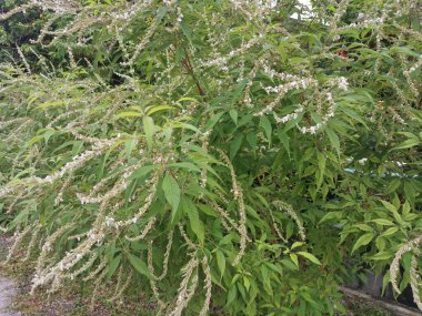 Buda asiatikası, yumuşak yaprak döken çalı bitkisi..