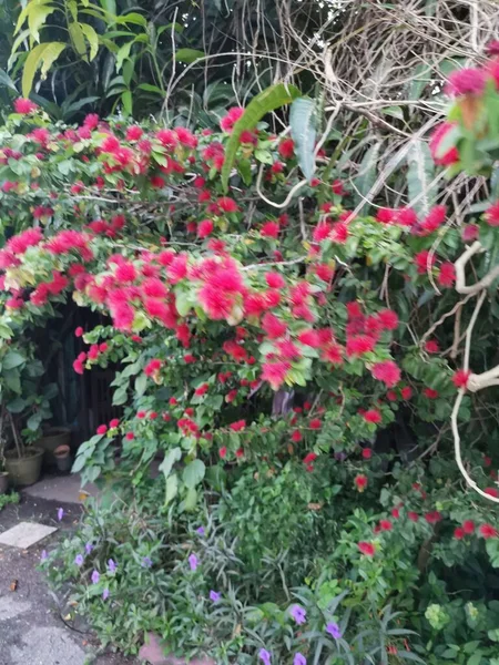 Волохата Червона Квітка Кальяндра Гематоцефали — стокове фото