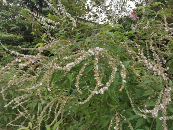 Buddleja Asiatica Planta Tierna Los Arbustos Hoja Caduca — Foto de Stock