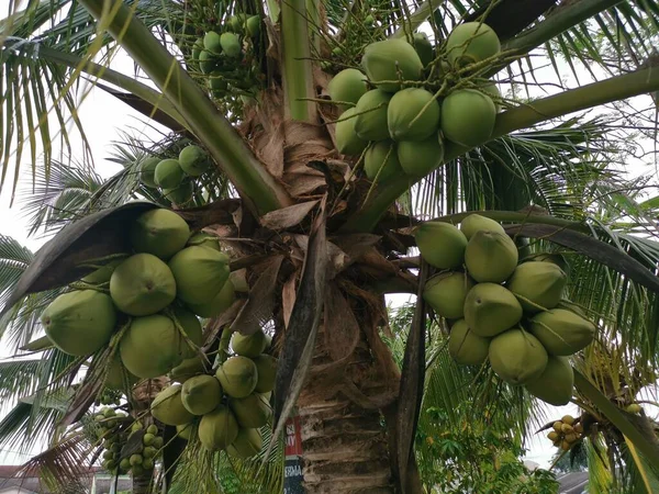 Aglomerado Frutos Jovens Coco Pandan — Fotografia de Stock