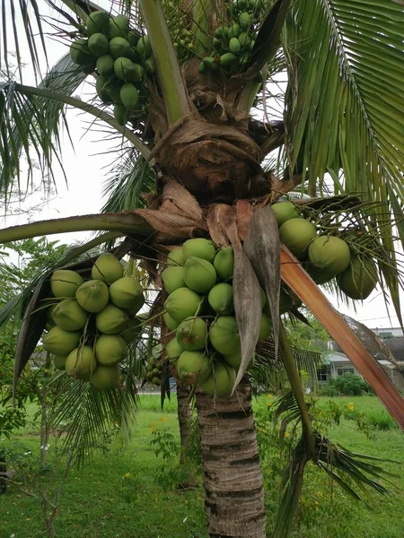 若いパンダのココナッツフルーツの集まり — ストック写真