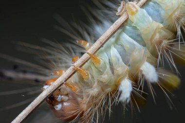 close shot of the tussock moth caterpillar clipart
