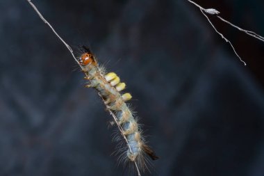Tussock güvesi tırtılının yakın çekimi.