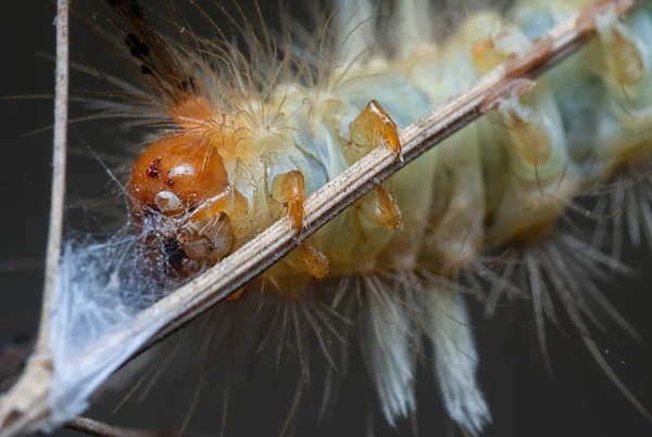 Közeli Lövés Tussock Molylepke Hernyó — Stock Fotó