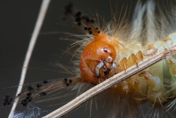 Közeli Lövés Tussock Molylepke Hernyó — Stock Fotó