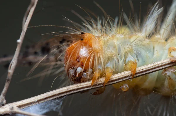 Közeli Lövés Tussock Molylepke Hernyó — Stock Fotó