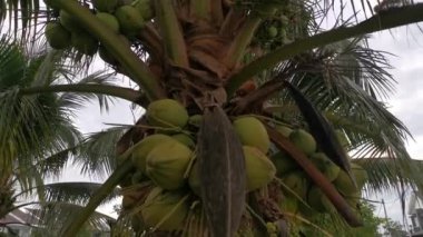 Genç pandan hindistan cevizi meyvesi kümesinin görüntüleri