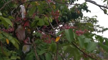 Yıldız meyve ağacı Averrhoa Carambola 'nın görüntüleri.