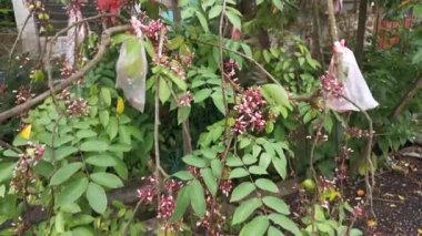 Yıldız meyve ağacı Averrhoa Carambola 'nın görüntüleri.