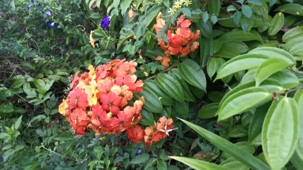 Beeldmateriaal Van Kleurrijke Bauhinia Kockiana Bloem — Stockvideo