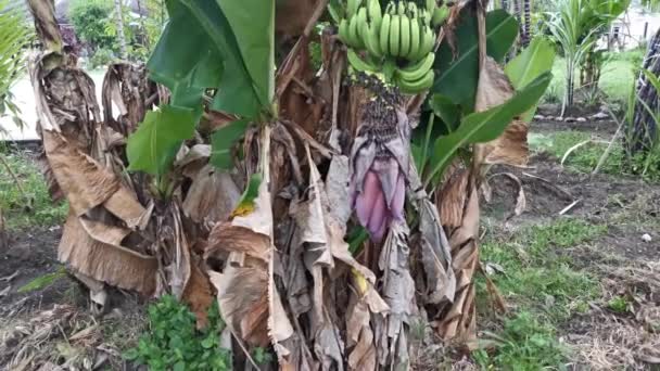 Bilder Från Bananodlingsträdgården — Stockvideo