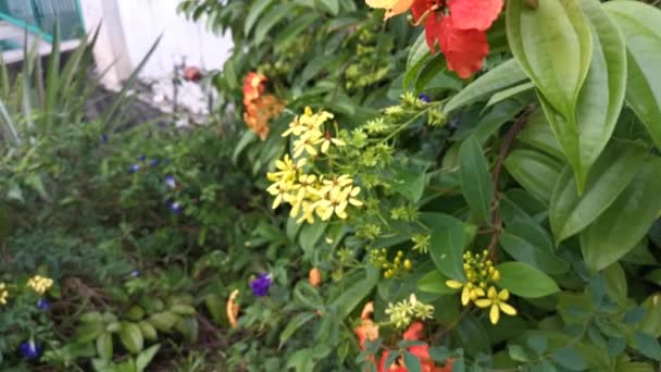 Materiał Filmowy Kolorowy Bauhinia Kockiana Kwiat — Wideo stockowe