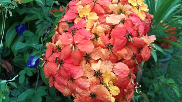 カラフルなバウヒニア コキアナの花の映像 — ストック動画