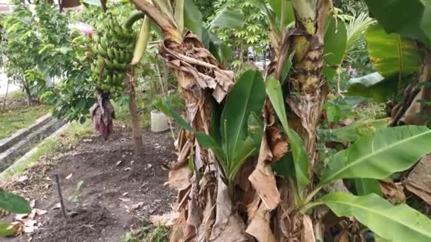 香蕉农业花园的镜头 — 图库视频影像