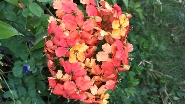 Πλάνα Από Πολύχρωμο Λουλούδι Bauhinia Kockiana — Αρχείο Βίντεο