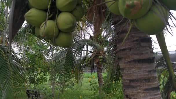 Bilder Kluster Unga Pandan Kokosfrukter — Stockvideo