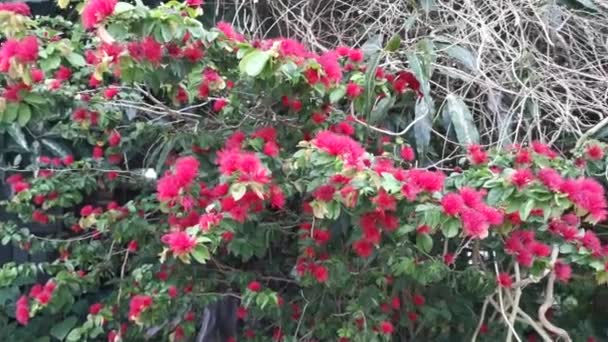 Metraje Rojo Peludo Calliandra Haematocephala Flor — Vídeo de stock