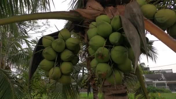 Footage Cluster Young Pandan Coconut Fruits — Stock Video