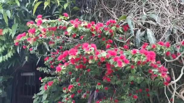 Metraje Rojo Peludo Calliandra Haematocephala Flor — Vídeos de Stock