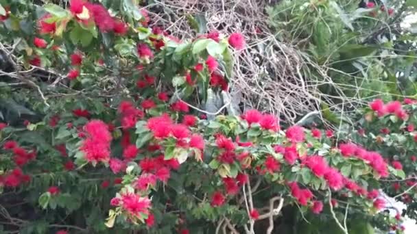 Metraje Rojo Peludo Calliandra Haematocephala Flor — Vídeo de stock