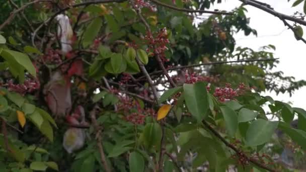 Πλάνα Από Averrhoa Carambola Δέντρο Φρούτων Αστέρι — Αρχείο Βίντεο