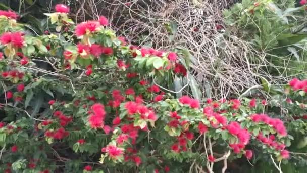 Filmato Del Fiore Rosso Peloso Calliandra Ematocefala — Video Stock