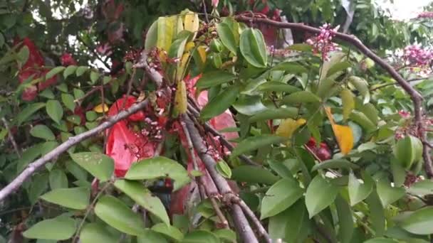 Footage Averrhoa Carambola Star Fruit Tree — Stock Video