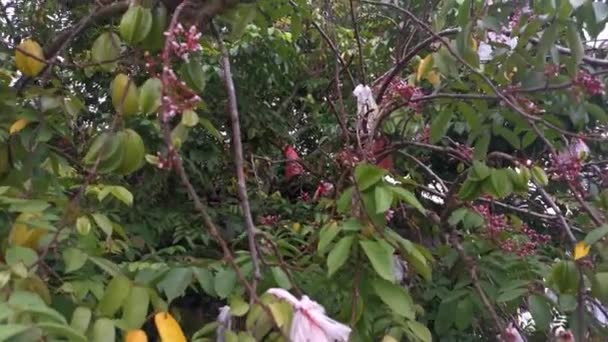 Metraje Averrhoa Carambola Árbol Frutal Estrella — Vídeo de stock