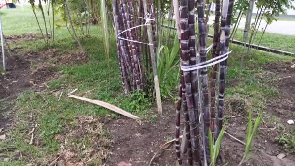 Imagens Fazenda Cultivo Cana Açúcar Roxo — Vídeo de Stock