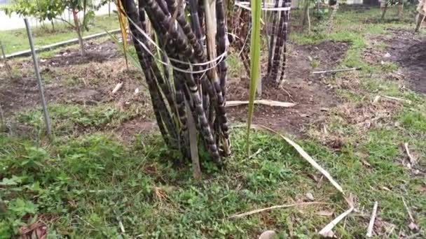 Footage Purple Sugar Cane Growing Farm — Stock Video