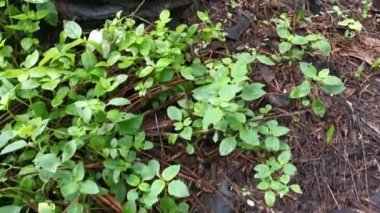 Bagajda asılı duran bitmemiş plastik çay içeceği görüntüleri..