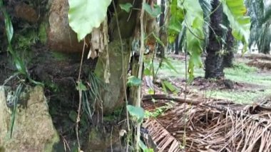 Palmiye yağı çiftliğinde büyüyen ve bulunan asplenyum Nidus 'un görüntüleri..