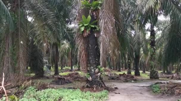 Imágenes Asplenium Nidus Creciendo Encontradas Plantación Aceite Palma — Vídeos de Stock
