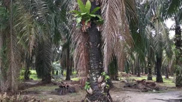 Кадры Аспленового Нидуса Растущего Найденного Плантации Пальмового Масла — стоковое видео