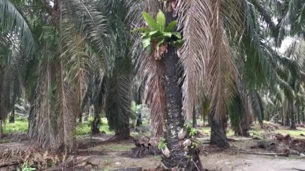 Palmiye Yağı Çiftliğinde Büyüyen Bulunan Asplenyum Nidus Görüntüleri — Stok video